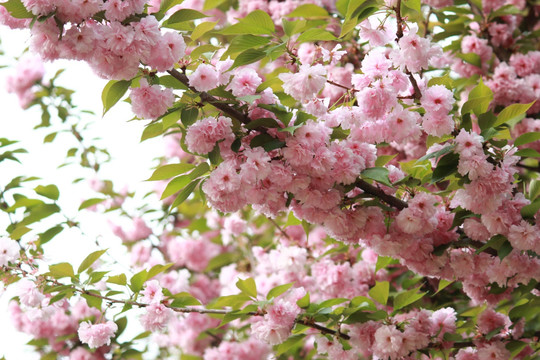 花满枝头