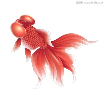 金魚