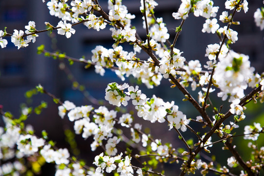 樱桃花 樱桃树 山花盛开