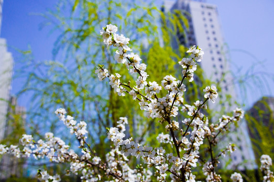 樱桃花 樱桃树