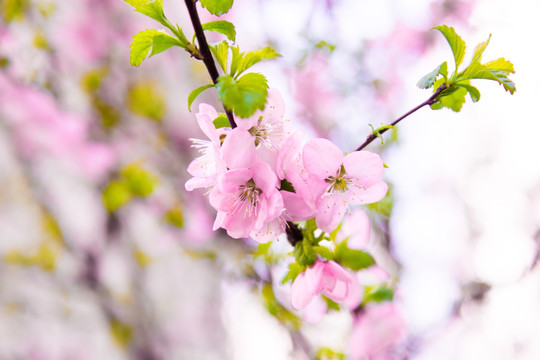 樱桃花特写