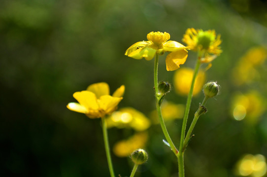 小黄花