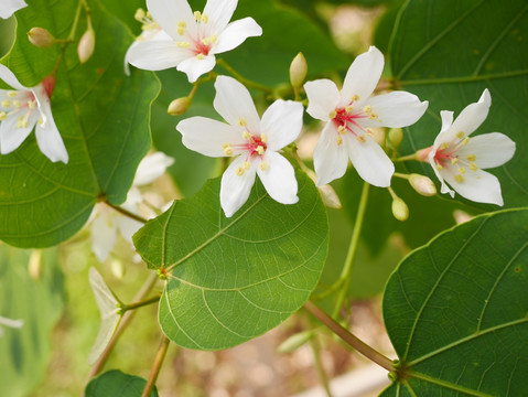 油桐花