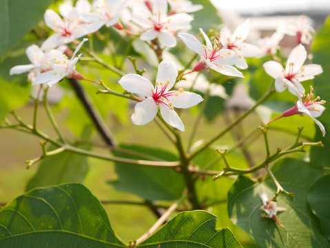 油桐花