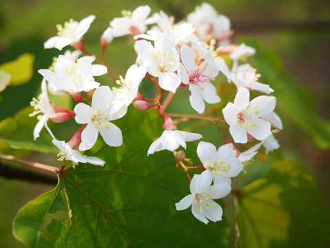 油桐花