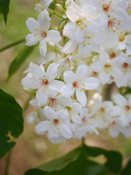 油桐花