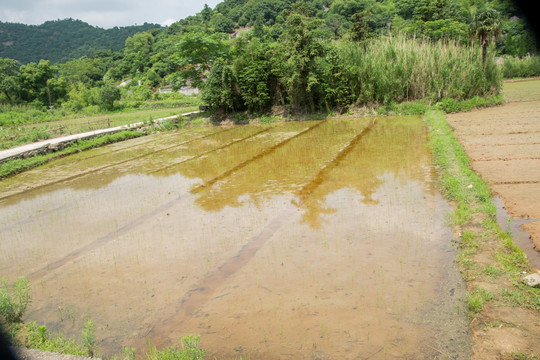 杨梅山下的田地