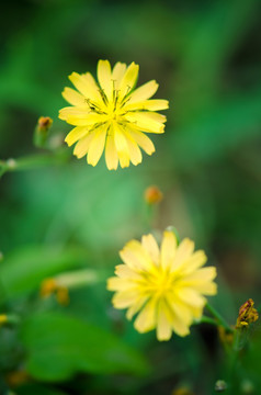 黄色野花