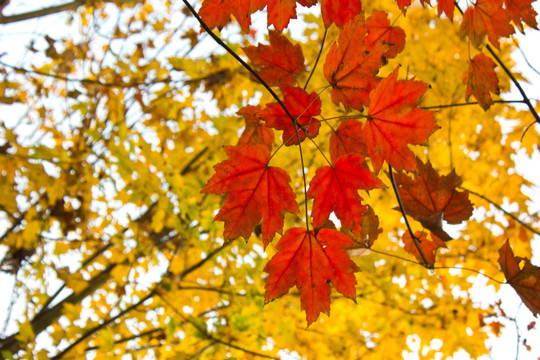 秋天的红橡树
