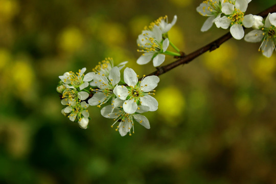 李子花