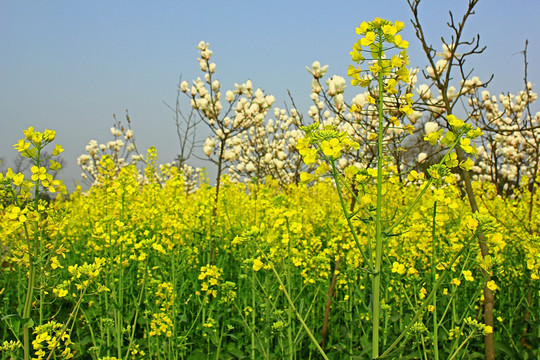 玉兰花