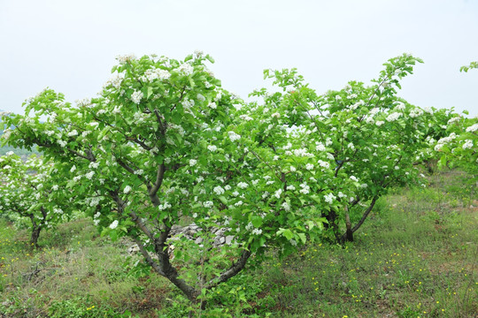 山楂树