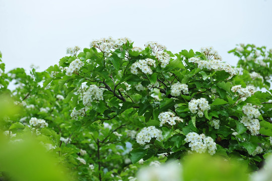 山楂花  白色花