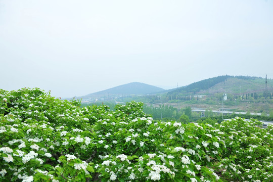 山楂园  白色花