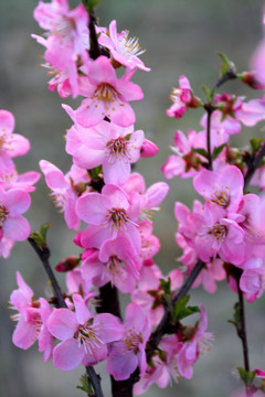 山丹丹 桃红 春天 花朵 花卉