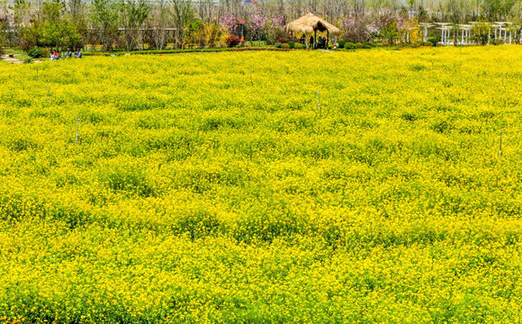 油菜花园