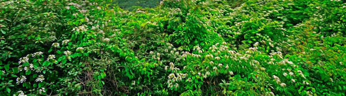 油畫