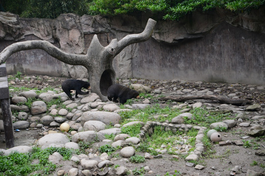 马来熊