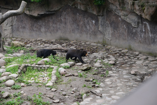 马来熊