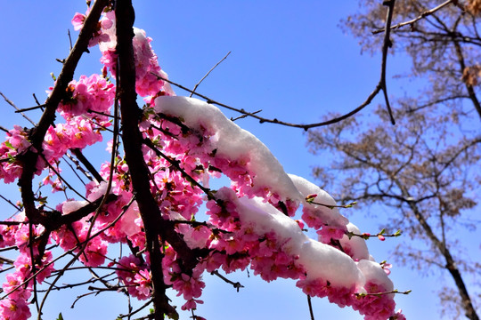 春雪 桃花