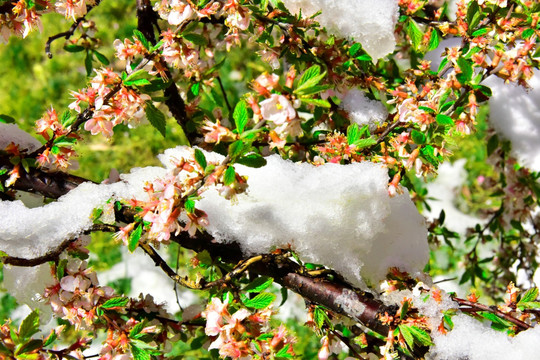 春雪 桃花