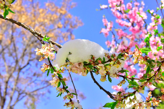 春雪 樱花