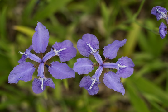 鸢尾花