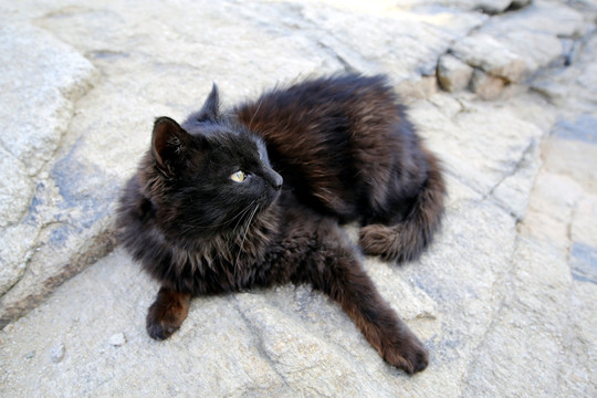 泰山小黑猫