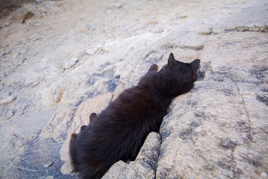 泰山小黑猫