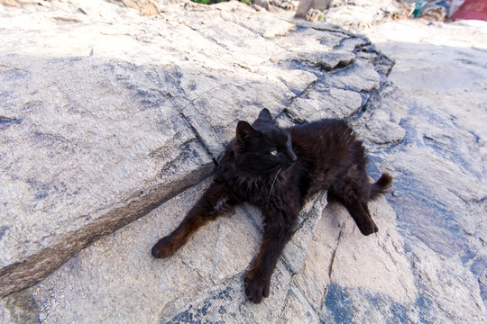 泰山小黑猫