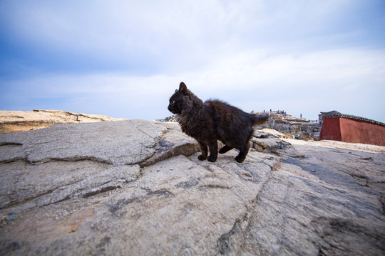 泰山小黑猫