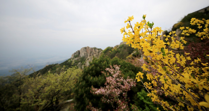 泰山黄色花卉