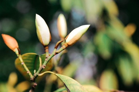 植物特写