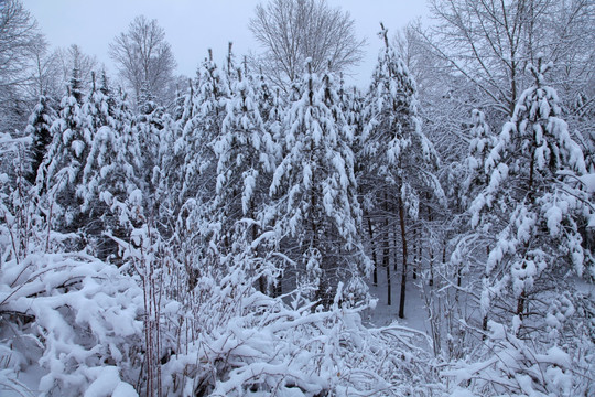 雪松