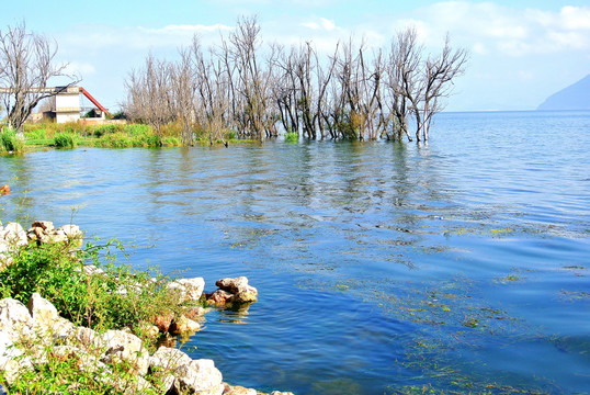 洱海滩涂湿地