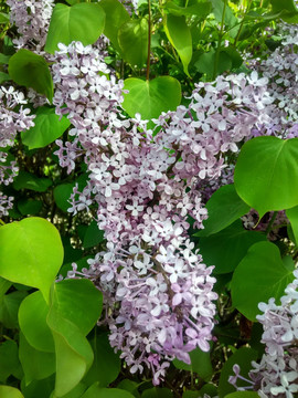 丁香花特写