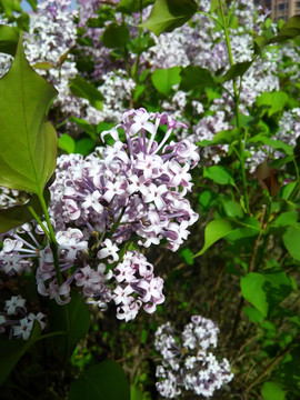 丁香花