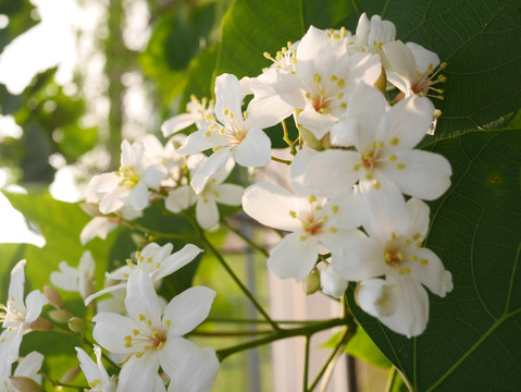 油桐花