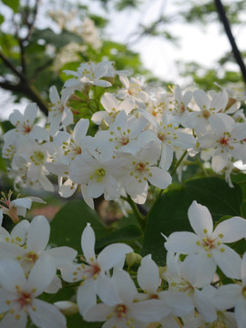 油桐花