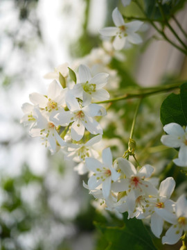 油桐花