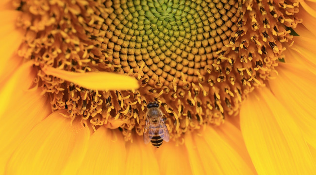 蜜蜂在向日葵上采蜜