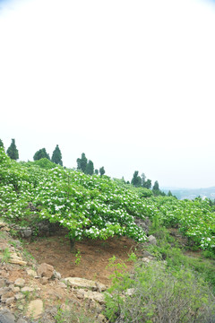 树林背景