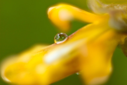 黄色花蕊水滴