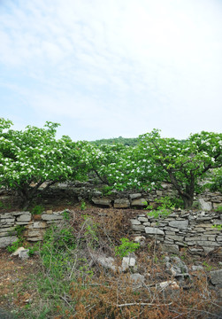 山楂树