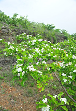 山楂花