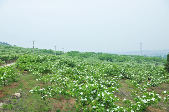 山楂园 山楂树