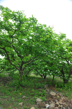 绿树 果树