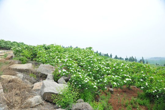 山楂花 山楂园