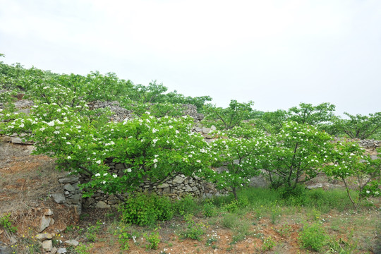 山楂树