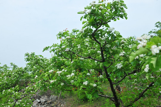 山楂树